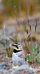 BB 11 0316 / Eremophila alpestris / Fjellerke